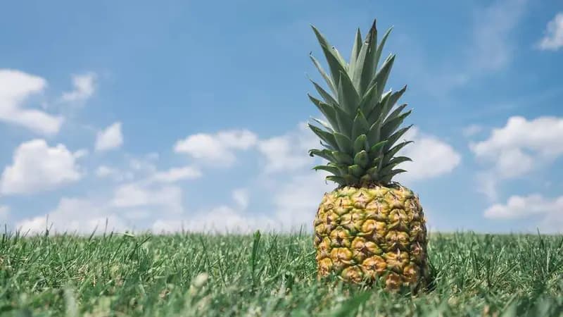 人教精通版小学英语 五年级