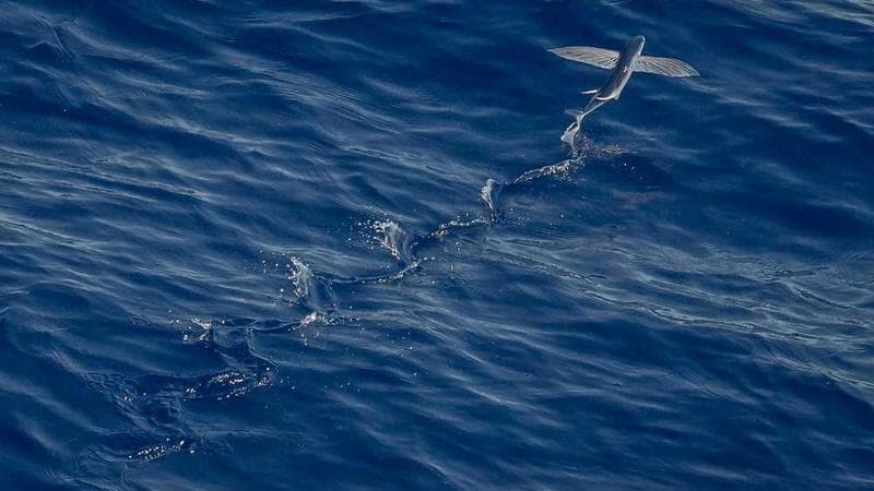 北师大版（三年级起点） 五年级上册