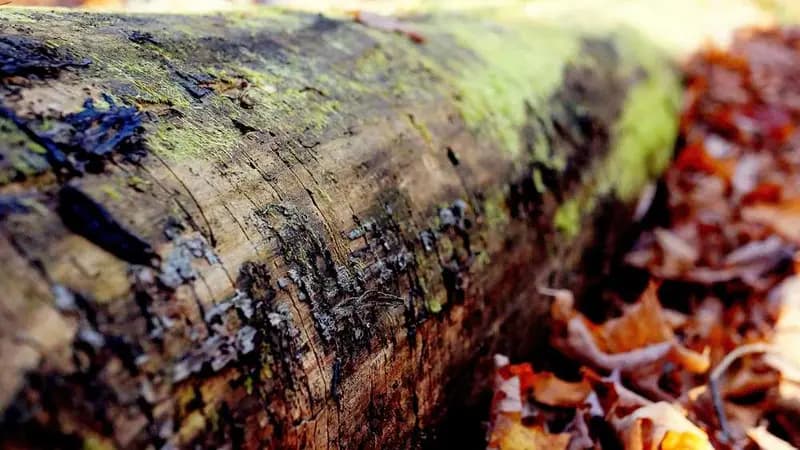 人教PEP版小学英语 六年级